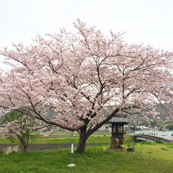 20170410-sakura-1honsakura-img1.jpg