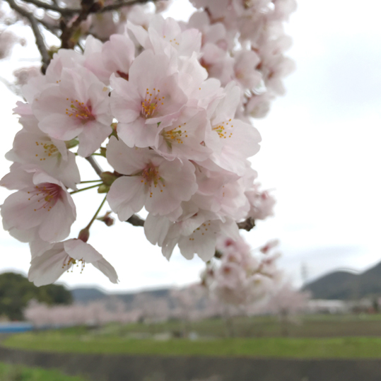 20170410-sakura-1honsakura-img2.jpg