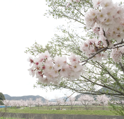 20170410-sakura-1honsakura-img3.jpg