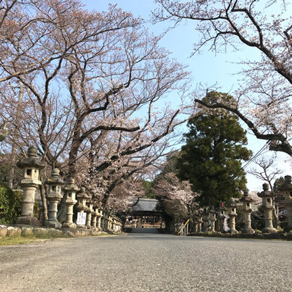 20180326-sakura-kasami (1).JPG