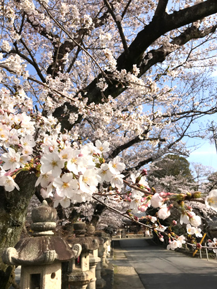 20180327-kasami-sakura (1-1).jpg