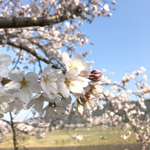 20180328-sakura-itigihasi (5-1).jpg