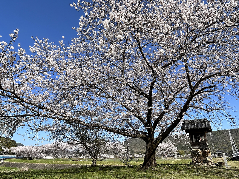 IMG-1504sakura2.jpg